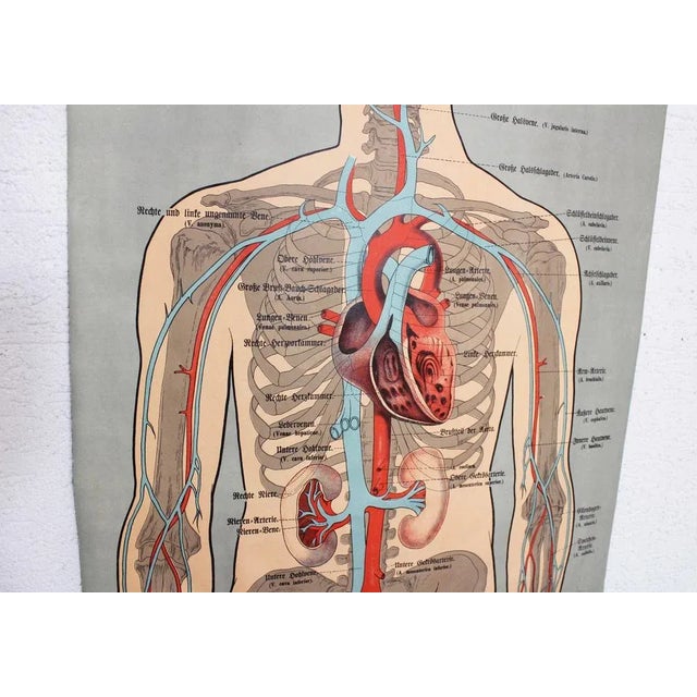 Illustration Anatomy Poster For Sale - Image 3 of 11
