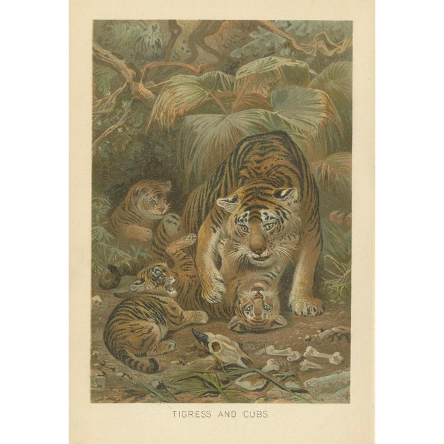 Tigress and Cubs, Antique Tiger Print, Victorian Wildlife Art 1894 This emotionally resonant scene shows a tigress...
