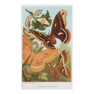 Antique Circa 1885 Moth Chromolithograph Book Plate Print For Sale