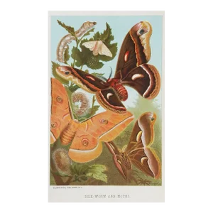 Antique Circa 1885 Moth Chromolithograph Book Plate Print