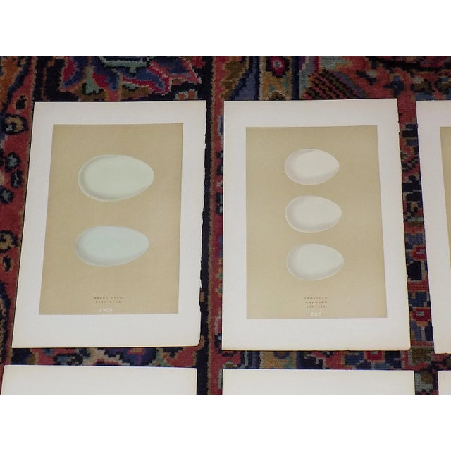 This set of seven (7) authentic 19th century hand colored lithographs depicts various British duck eggs. They are part of...