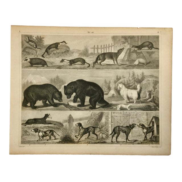 Mid 19th Century Bears, Dogs and Other Quadrupeds Print by Henry Winkles For Sale