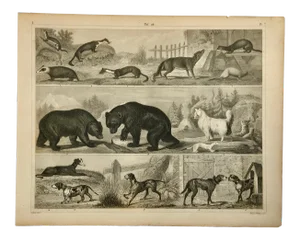 Mid 19th Century Bears, Dogs and Other Quadrupeds Print by Henry Winkles