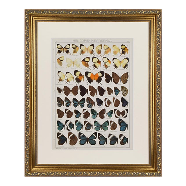 Antique Early 20th Century Butterfly Print 1912 For Sale