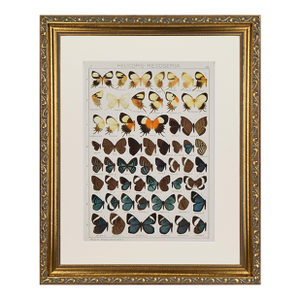 Antique Early 20th Century Butterfly Print 1912