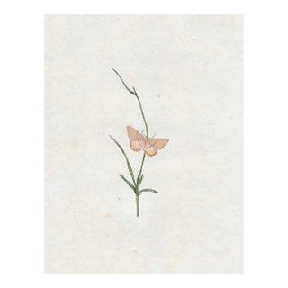 Antique Single Streak Moth Handcolored Engraving For Sale