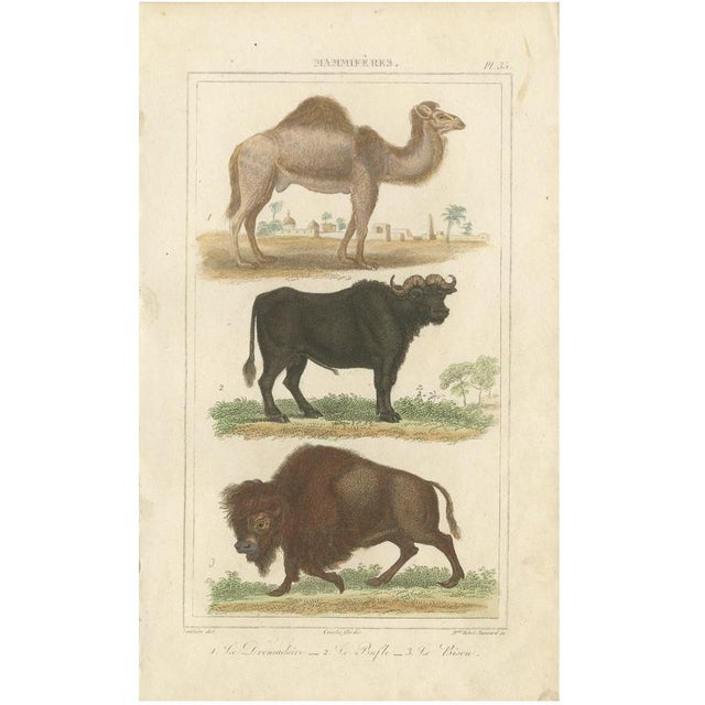 Buffon Dromedary Camel, Buffalo & Bison, 1835, Engraving For Sale - Image 10 of 10