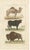 Buffon Dromedary Camel, Buffalo & Bison, 1835, Engraving For Sale - Image 10 of 10