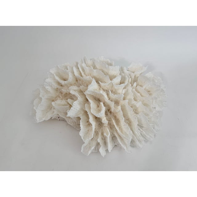 This unusually large specimen of natural Lettuce coral features an interesting texture that is unique to this species....