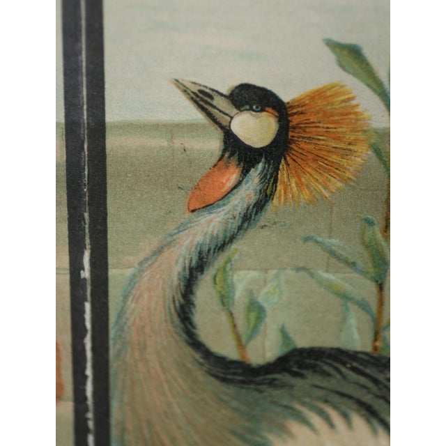 Late 19th Century Emrik & Binger, The Avian Collection, 1880, Chromolithograph For Sale - Image 5 of 13