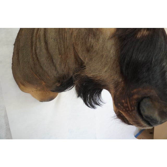 Wildebeest Mount Head Bust For Sale - Image 9 of 18