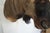 Wildebeest Mount Head Bust For Sale - Image 9 of 18