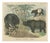 Antique Elephant and Rhinoceros Print with Tapir, 1890 For Sale