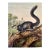 Dusky Squirrel by John James Audubon, 1st Edition Octavo, 1842 For Sale