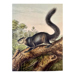 Dusky Squirrel by John James Audubon, 1st Edition Octavo, 1842