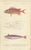 Various Fish Species, 1861, Handcolored Prints, Set of 9 For Sale - Image 3 of 11