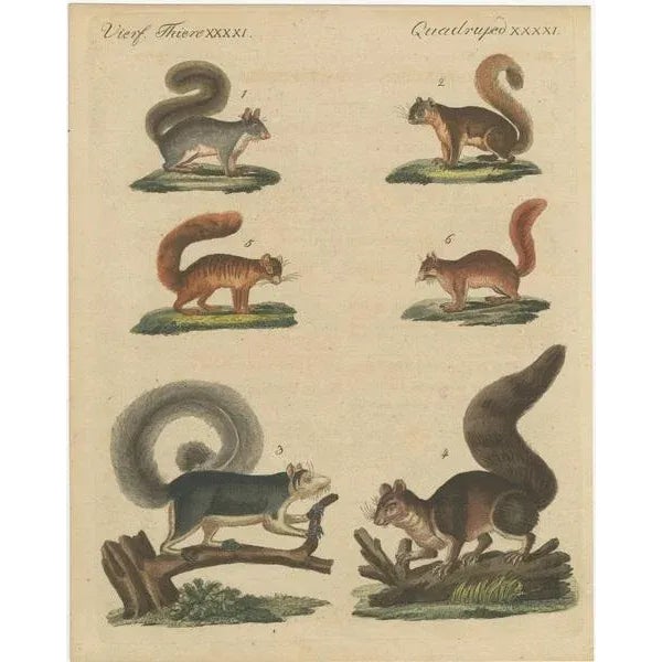 Black Vierf, 1800, Engraving on Paper For Sale - Image 8 of 10