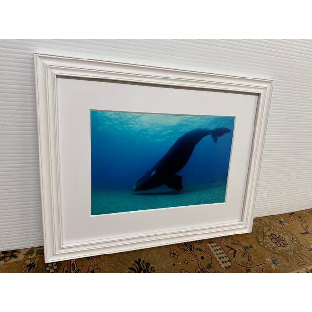 Photorealism Brian Skerry North Atlantic Whale Photography For Sale - Image 3 of 12