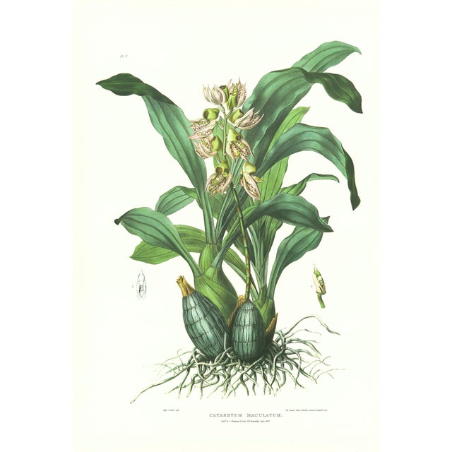 Large 1973 Orchid Flower Lithograph "Catasetum Maculatum (Spotted Catasetum)" After James Bateman For Sale