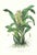 Large 1973 Orchid Flower Lithograph "Catasetum Maculatum (Spotted Catasetum)" After James Bateman For Sale