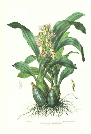 Large 1973 Orchid Flower Lithograph "Catasetum Maculatum (Spotted Catasetum)" After James Bateman