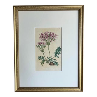 Antique Original Hand Colored Curtis Floral Botanical Etching For Sale