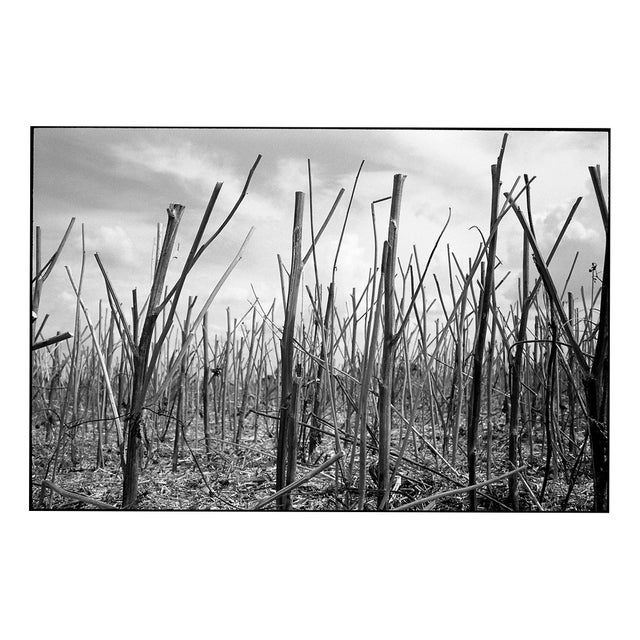 Paul Cooklin, Stubble, Occold, Suffolk, Edition of 50 For Sale