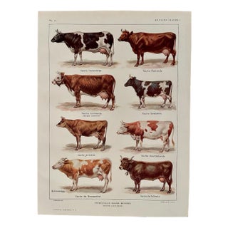 Maurice Dessertenne, Cows, 1920, Lithographic Engraving For Sale