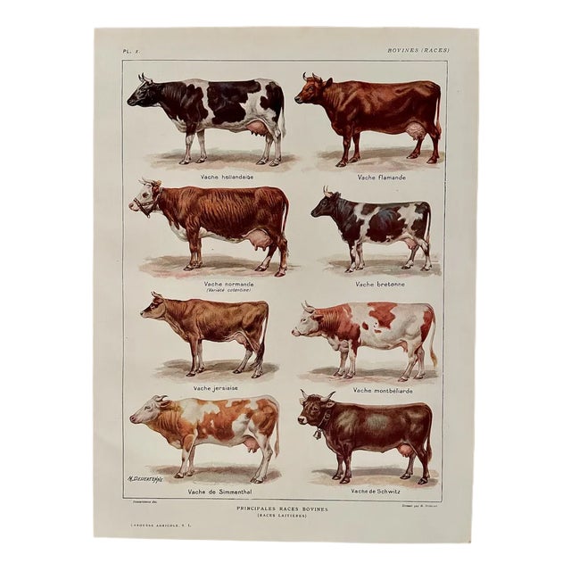 Maurice Dessertenne, Cows, 1920, Lithographic Engraving For Sale