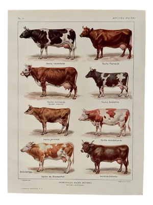 Maurice Dessertenne, Cows, 1920, Lithographic Engraving