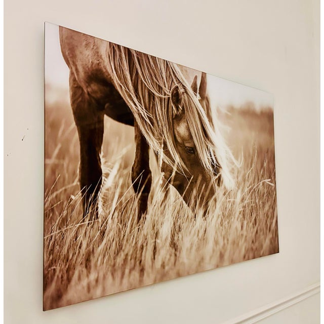 Contemporary Wild Horse the Outer Banks, North Carolina Limit Edition of 5 Photographs Adhered to Plexiglass “Evening Grazer” by Award Winning Artist Lisa Cueman For Sale - Image 3 of 12