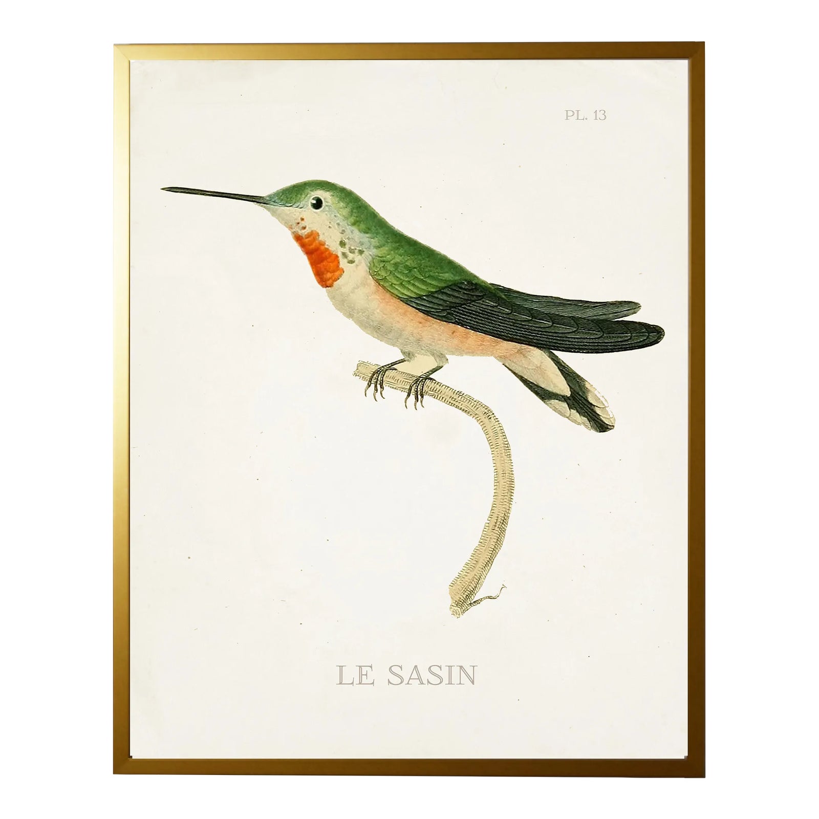 Framed Hummingbird Reproduction Print Plate 13 in a Gold Shadowbox ...