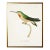 Framed Hummingbird Reproduction Print Plate 13 in a Gold Shadowbox - Size 17x1x21 For Sale