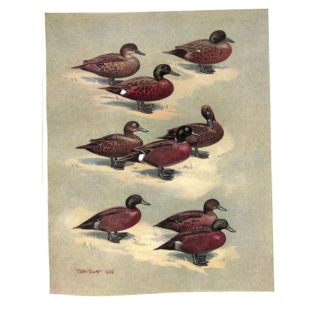 "The Waterfowl of the World: Volumes One & Two" 1956 Delacour, Jean For Sale - Image 9 of 17