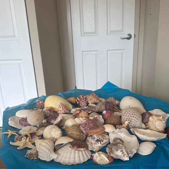Coastal Noah’s Ark Coastal Centerpiece: Woven Boat Basket Overfilled With Sea Shells For Sale - Image 3 of 11
