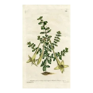 1790, Spanish Guava Botanical Print, Curtis's Botanical Magazine, Original Antique Botanical Print, Engraving, England