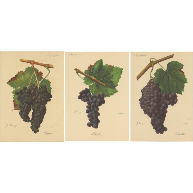 Red Grape Varieties, 1890s, Paper, Set of 3 For Sale