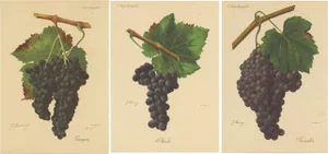 Red Grape Varieties, 1890s, Paper, Set of 3