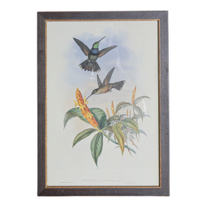 19th Century Bird Print - One of 24, Framed