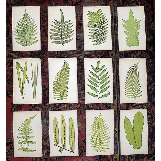 Antique 19th Century Botanical Fern Wood Engravings - Set of 12 For Sale - Image 9 of 9