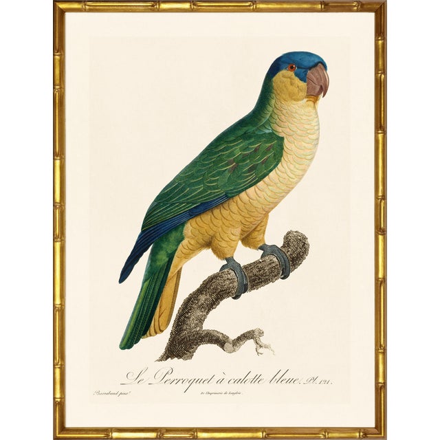 Illustration Barraband Parrots – Blue Fronted Parrots (Set of 2), Framed in Bronze Bamboo For Sale - Image 3 of 7