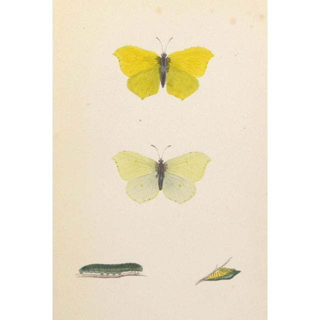 19th Century Antique Morris Butterfly Print Hand Colored Lithograph 1853 For Sale - Image 4 of 4