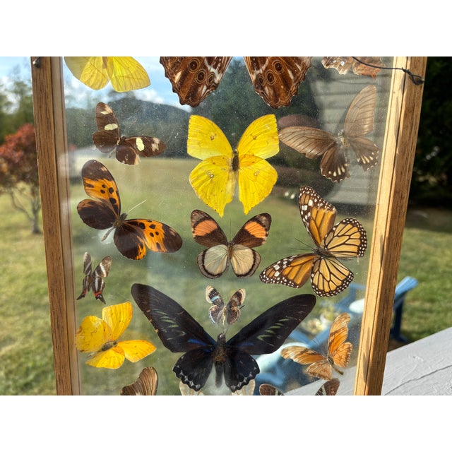 Canary Yellow Butterflies For Sale - Image 8 of 11