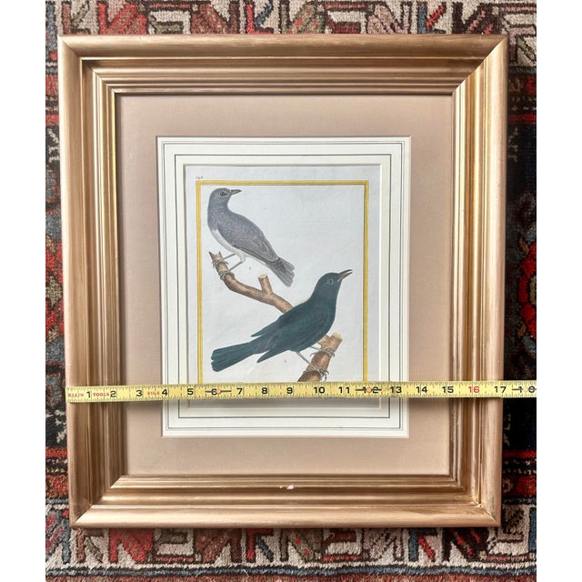 Antique 18th Century Bird Copper Plate Engraving by François-Nicolas Martinet For Sale - Image 12 of 12
