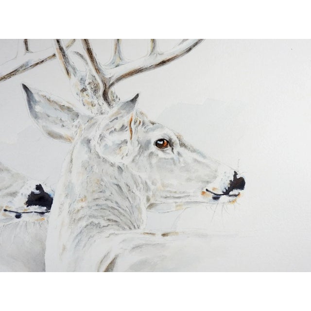 1989 Texas White Tail Deer Watercolor Painting For Sale - Image 4 of 5