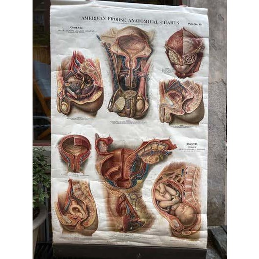 Genito-Urinary Anatomical Chart, Paper on Canvas, 1922 For Sale - Image 10 of 16