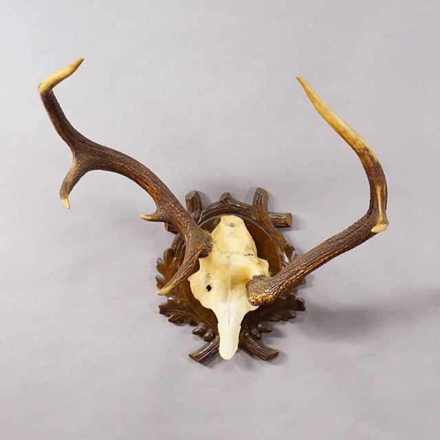 Rustic European Abnorm Black Forest Red Deer Trophy on Carved Plaque Germany 1930s For Sale - Image 3 of 6