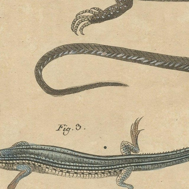 Bertuch, Five Exotic Lizards, 1820, Print For Sale - Image 9 of 12