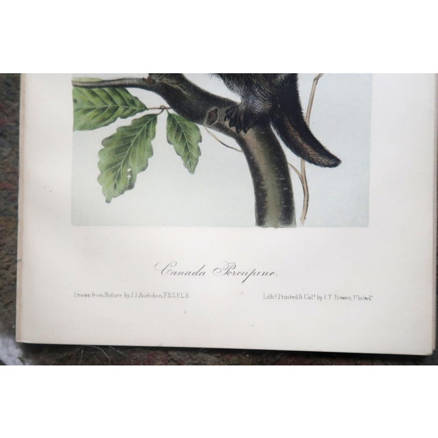 John James Audubon - Octavo Lithograph From Audubon's the Quadrupeds of North America - Circa 1849 and 1854 - Set of 22 For Sale In Miami - Image 6 of 18