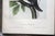 John James Audubon - Octavo Lithograph From Audubon's the Quadrupeds of North America - Circa 1849 and 1854 - Set of 22 For Sale In Miami - Image 6 of 18